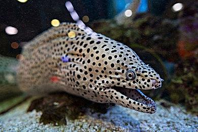 我DLC呢？万代2月举办《艾尔登法环》周年纪念活动